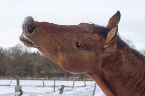 horse  western horse  kiss