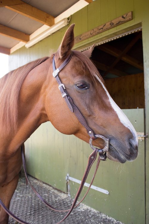 horse  western horse  fuchs