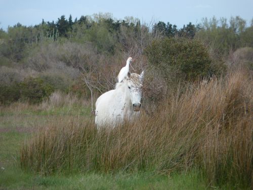 horse bird animals