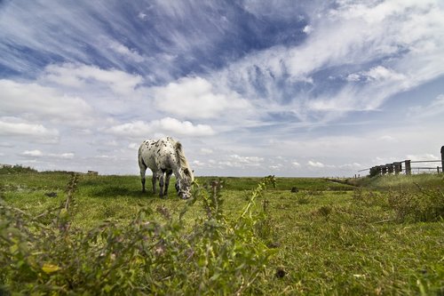 horse  sky  pasture