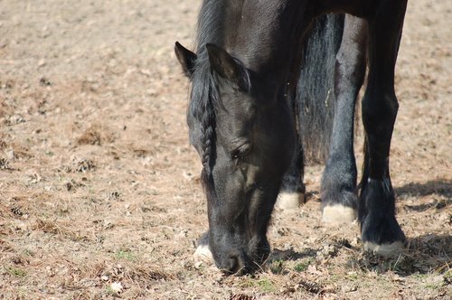 horse  black horse  equine