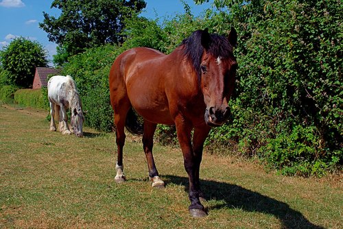 horse  mammal  grass