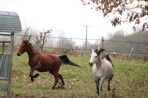 horse  horses  nature