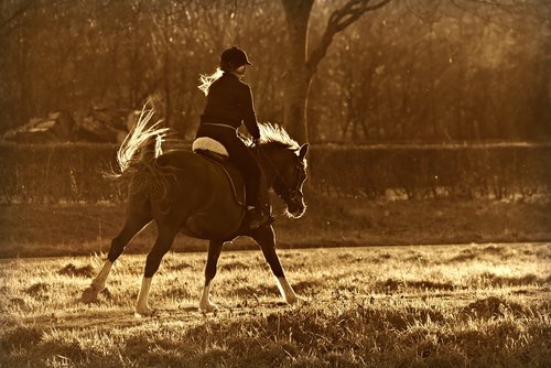 horse  riding  rider