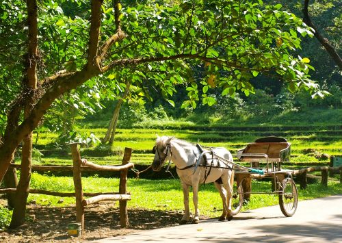 horse carriage rural