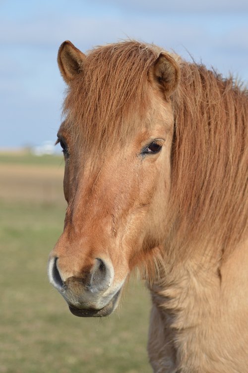 horse  mare  mane