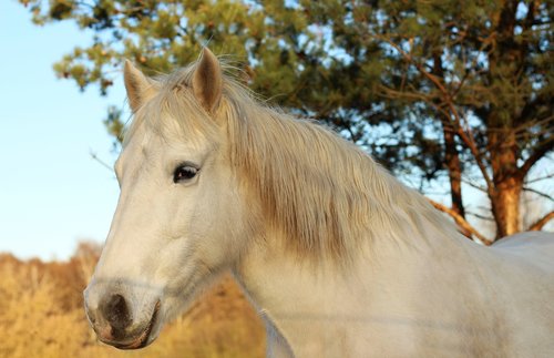 horse  horse head  animal