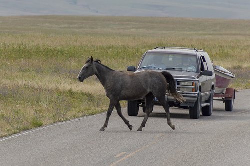horse  animal  road