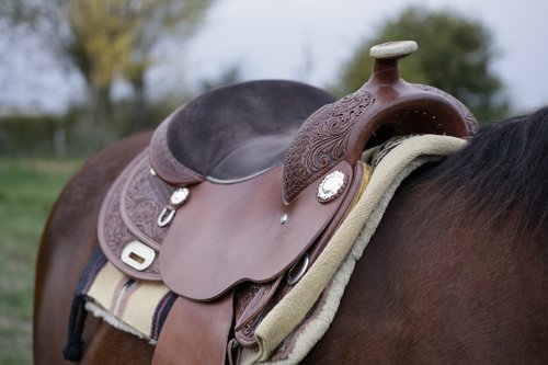 horse  saddle  western