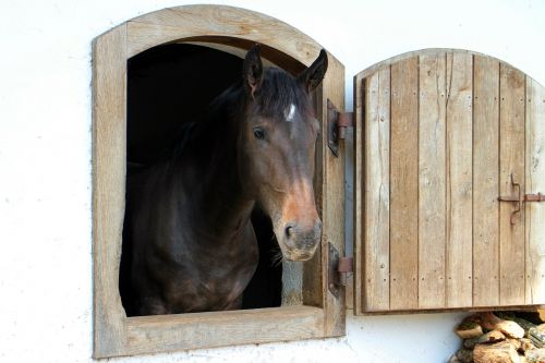 horse head horse head