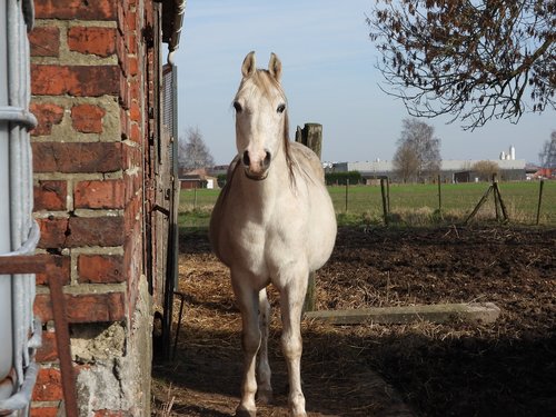 horse  white  raphi