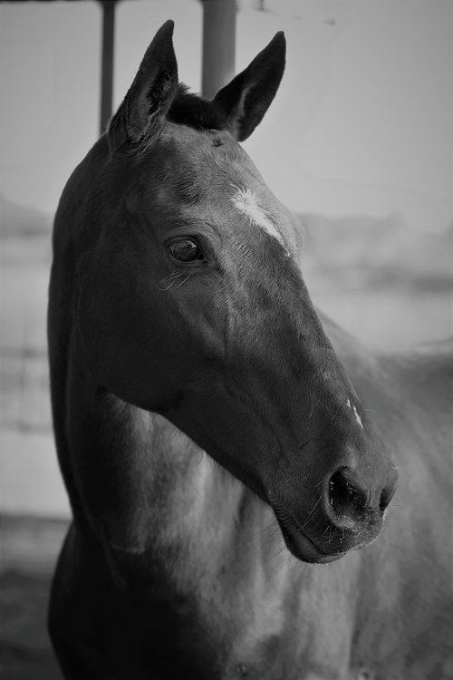 horse  horses  equine