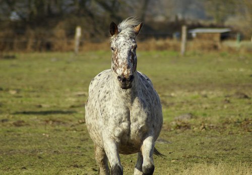 horse  gallop  animal
