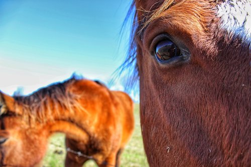 horse  eye  up close