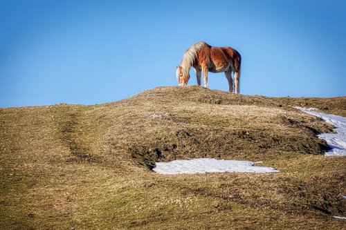 horse  pasture  hill