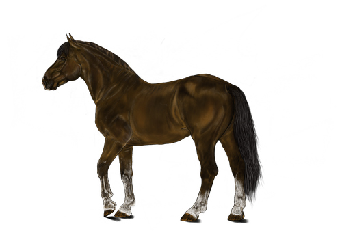 horse  brown  mammal