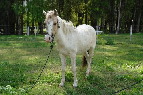 horse  animals  grass