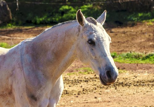 horse  animal  equine