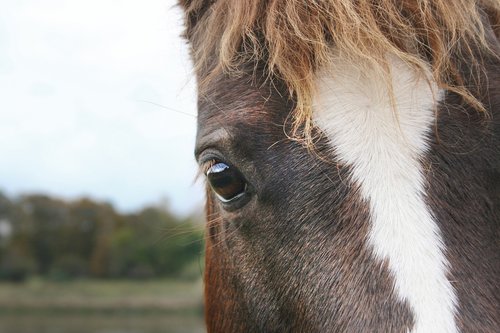 horse  horse head  eye