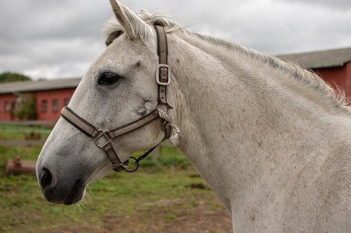 horse  reiter  portrait