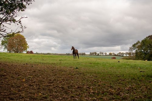 horse  reiter  portrait