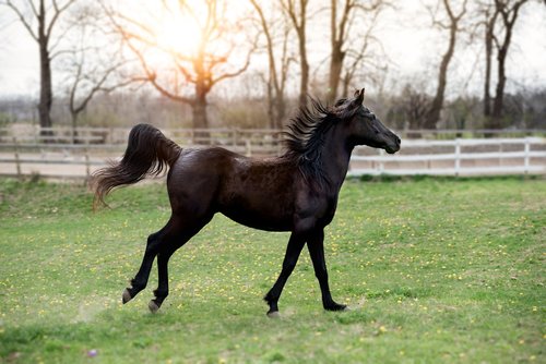 horse  galloping  nature