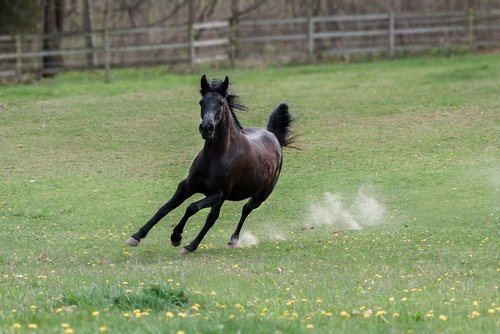 horse  speed  animal