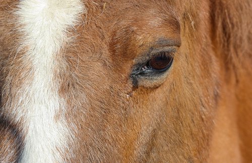 horse  horse head  animal portrait
