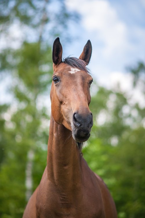 horse  mare  horses