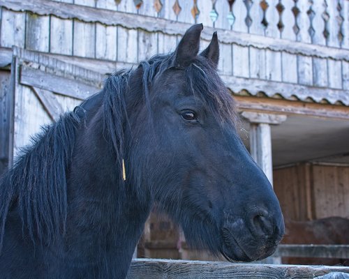 horse  head  animal