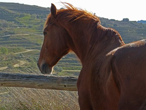 horse  close  wind