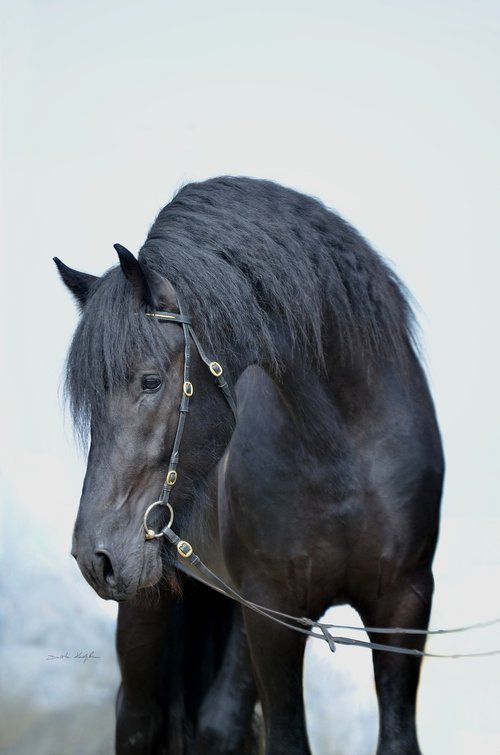 horse  horses  black horse