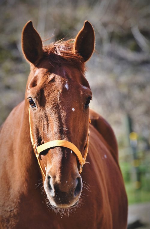 horse  stallion  horse head