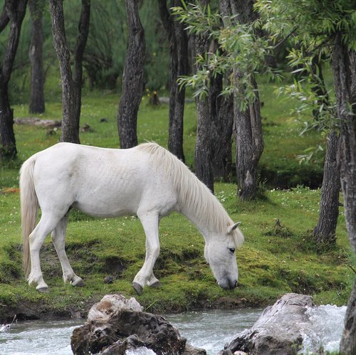 horse  whitehorse  river