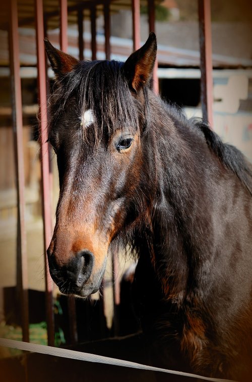 horse  stallion  brown