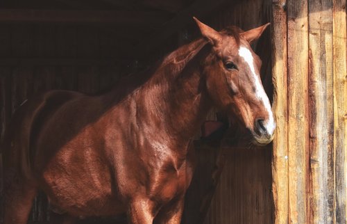 horse  stallion  brown