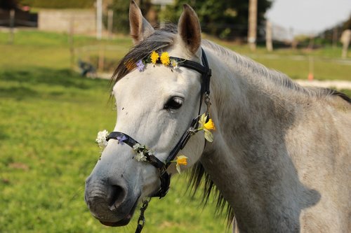 horse  horses  nature