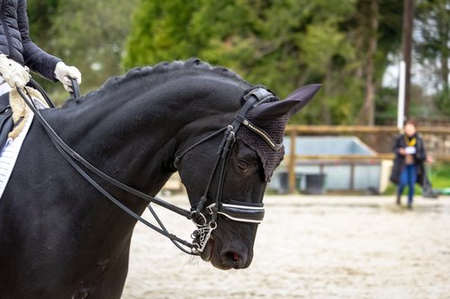 horse  horses  dressage