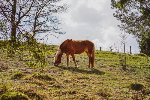 horse  brown horse  stallion