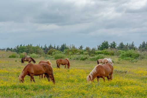 horse  horses  nature