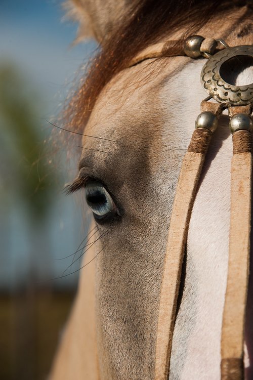 horse  pingo  creole