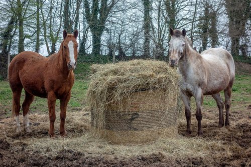 horse  hay  farm