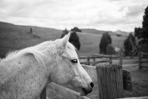 horse  pony  australian pony