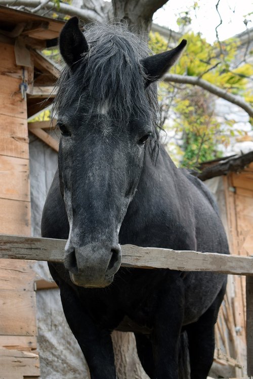 horse  animal  looking