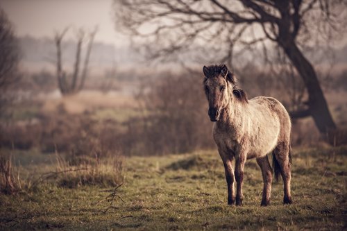 horse  pasture land  pony