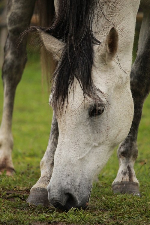 horse  horses  arabian horse