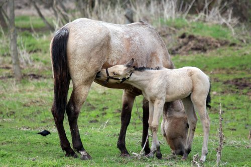 horse  nursing  mammal