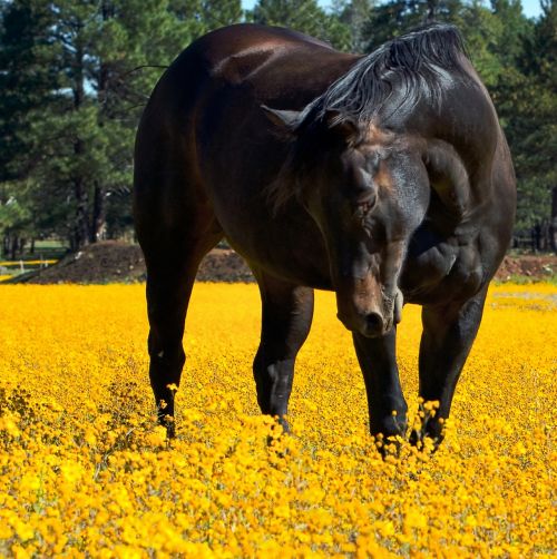 horse flowers animal