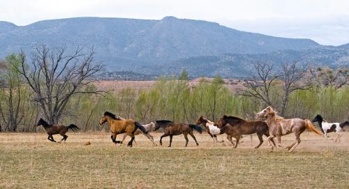 horse equine herd