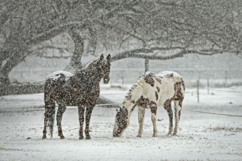 horse equine snow